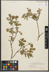 Foto von Salix starkeana Willd.